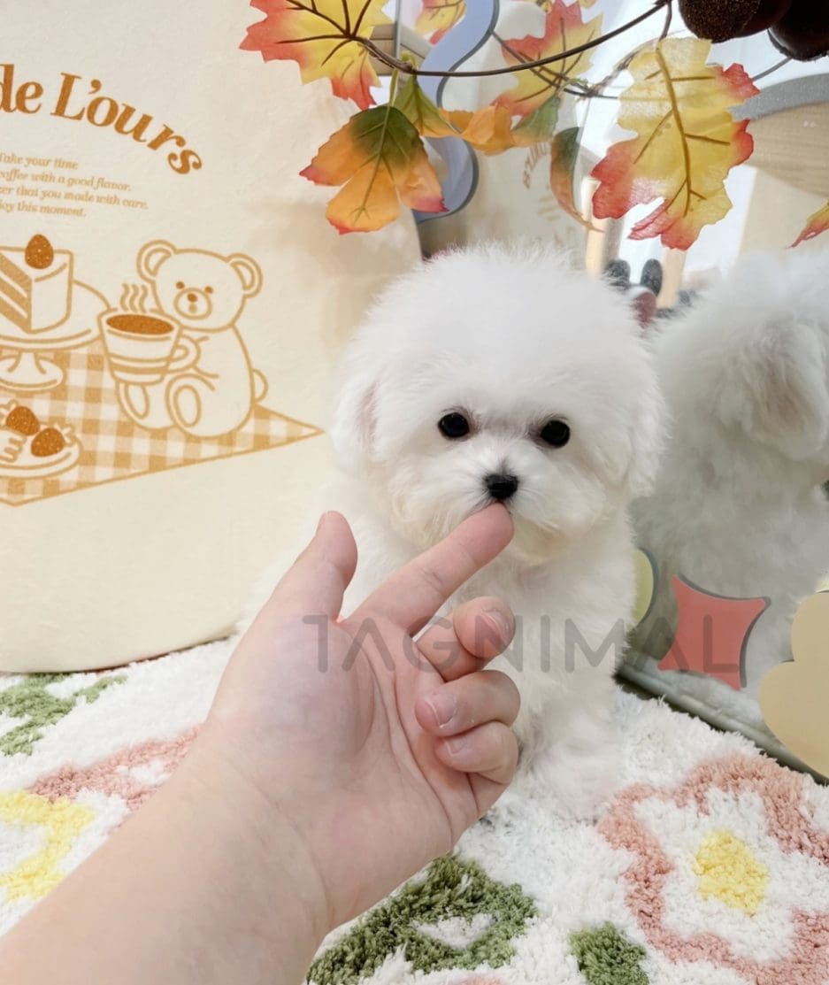 Bichon puppy for sale, dog for sale at Tagnimal 