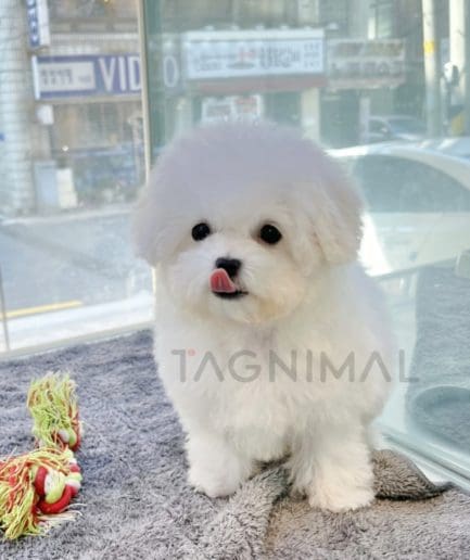 Bichon puppy for sale, dog for sale at Tagnimal 