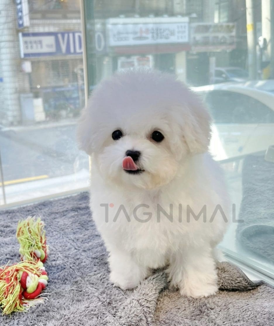 Bichon puppy for sale, dog for sale at Tagnimal 