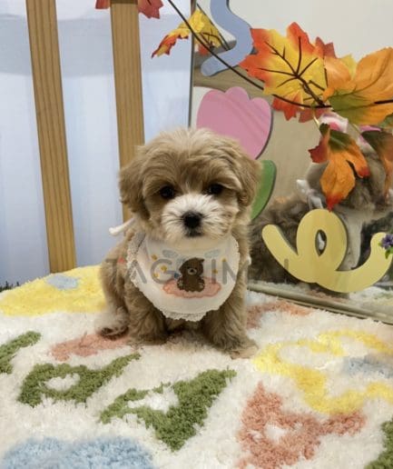 Maltipoo puppy for sale, dog for sale at Tagnimal 