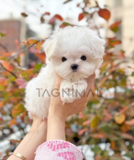 Maltese puppy for sale, dog for sale at Tagnimal 