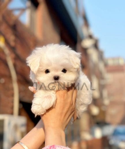 Maltese puppy for sale, dog for sale at Tagnimal 