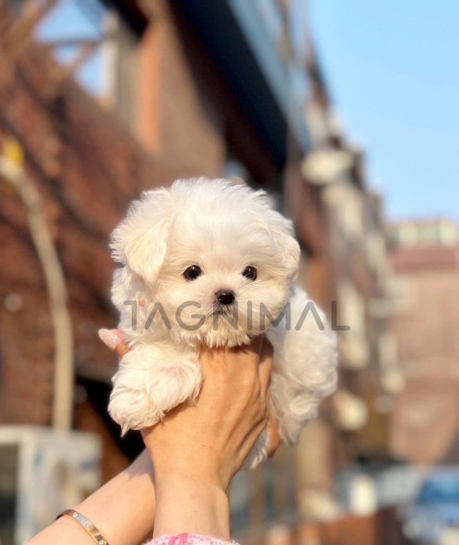 Maltese puppy for sale, dog for sale at Tagnimal 