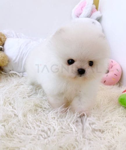 Pomeranian puppy for sale, dog for sale at Tagnimal