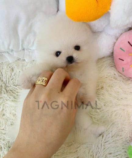 Pomeranian puppy for sale, dog for sale at Tagnimal