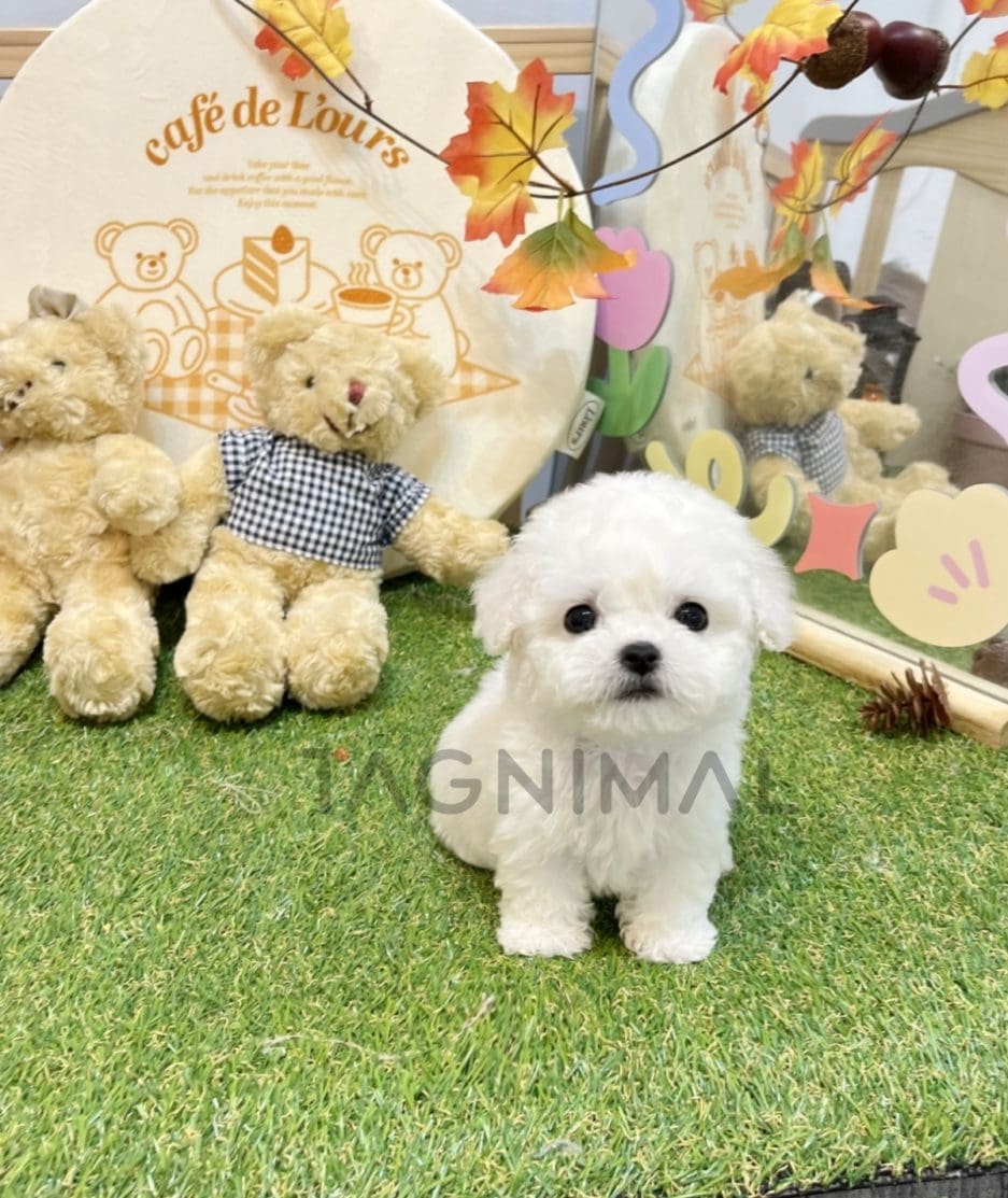 Bichon puppy for sale, dog for sale at Tagnimal 