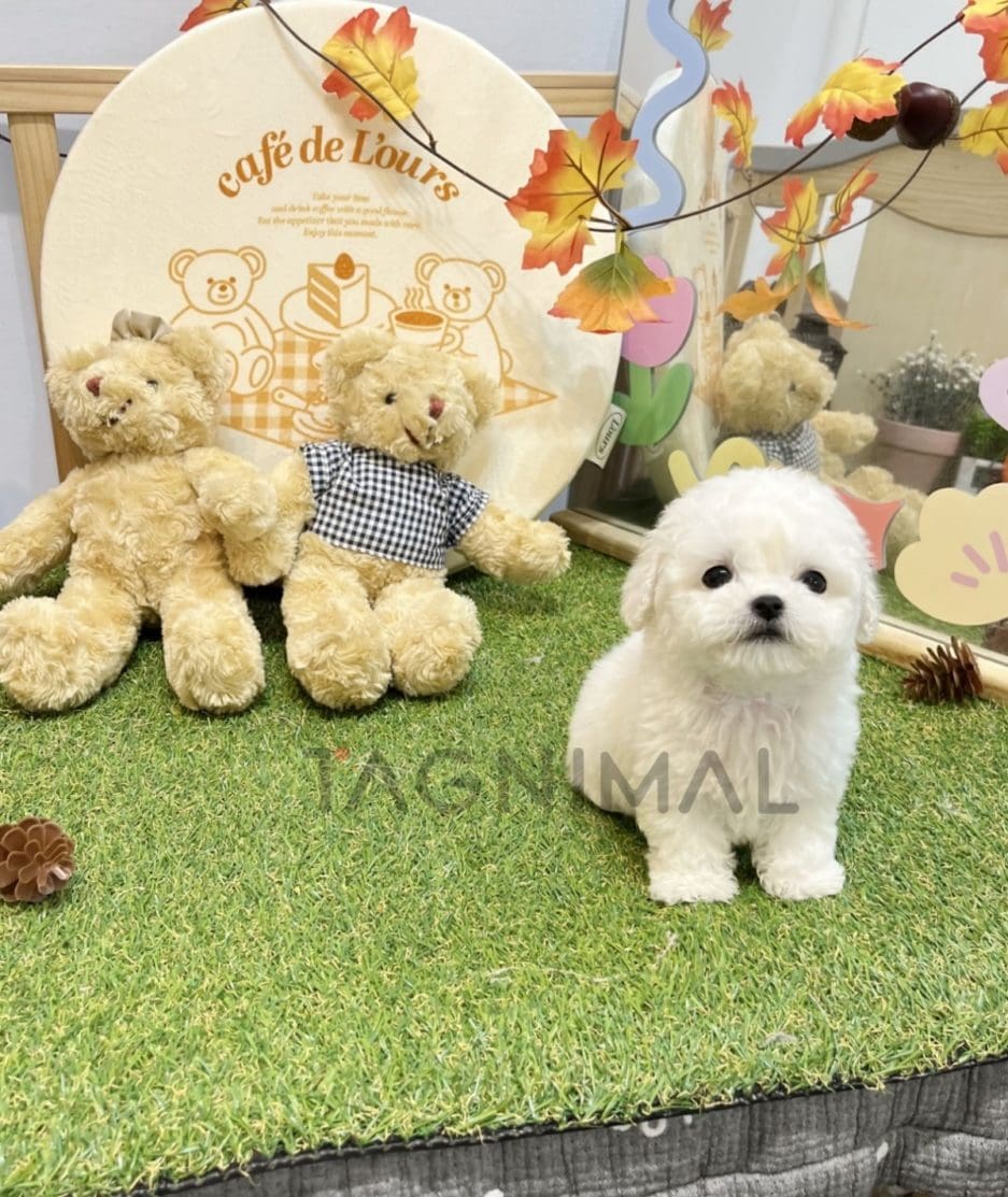 Bichon puppy for sale, dog for sale at Tagnimal 