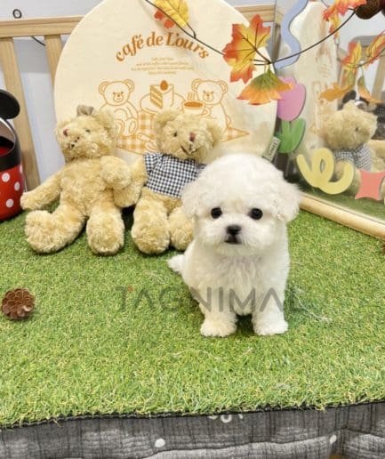 Bichon puppy for sale, dog for sale at Tagnimal 