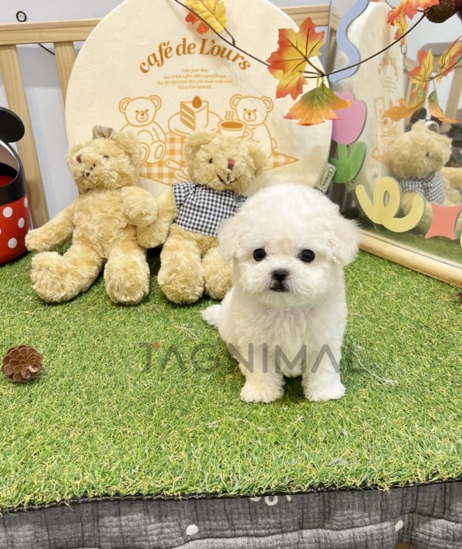 Bichon puppy for sale, dog for sale at Tagnimal 