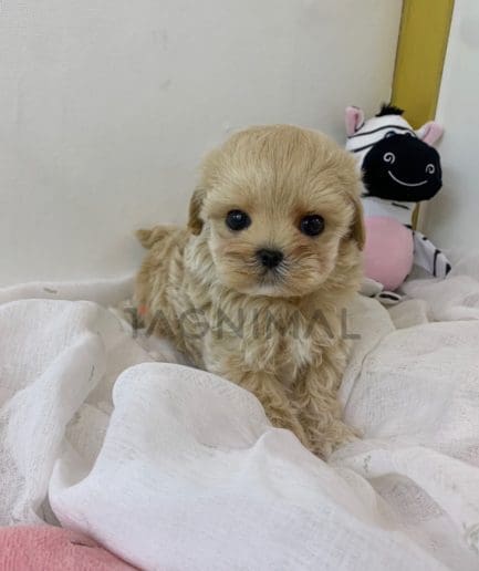 Maltipoo puppy for sale, dog for sale at Tagnimal