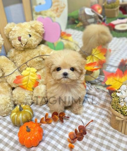 Maltipoo puppy for sale, dog for sale at Tagnimal