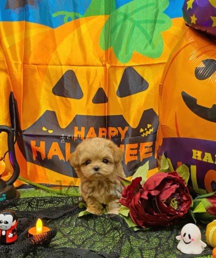 Maltipoo puppy for sale, dog for sale at Tagnimal