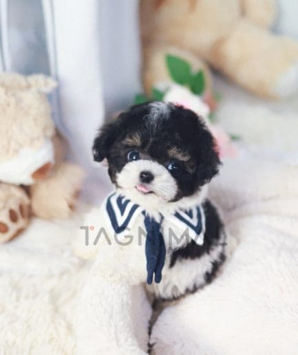 Poodle puppy for sale, dog for sale at Tagnimal