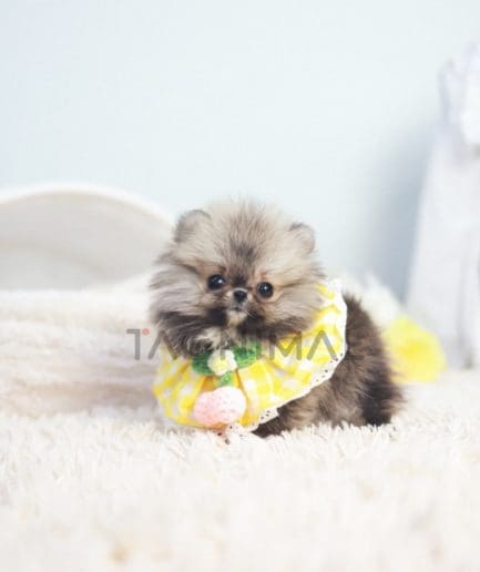 Pomeranian puppy for sale, dog for sale at Tagnimal 