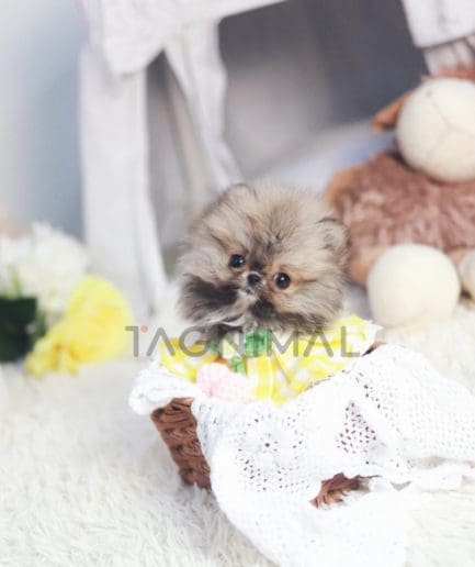 Pomeranian puppy for sale, dog for sale at Tagnimal 