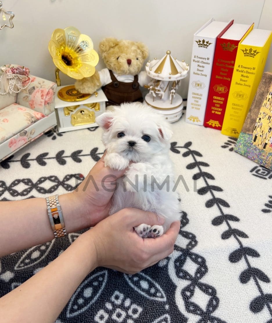 Maltese puppy for sale, dog for sale at Tagnimal