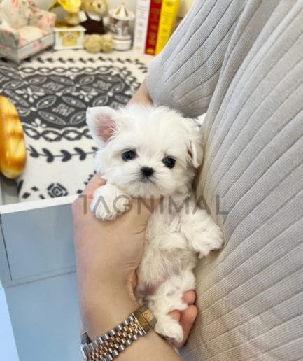 Maltese puppy for sale, dog for sale at Tagnimal