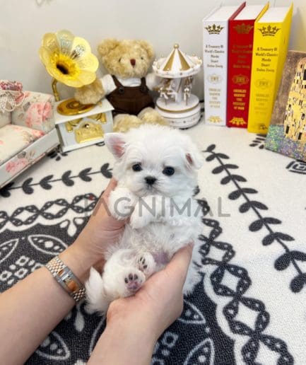 Maltese puppy for sale, dog for sale at Tagnimal