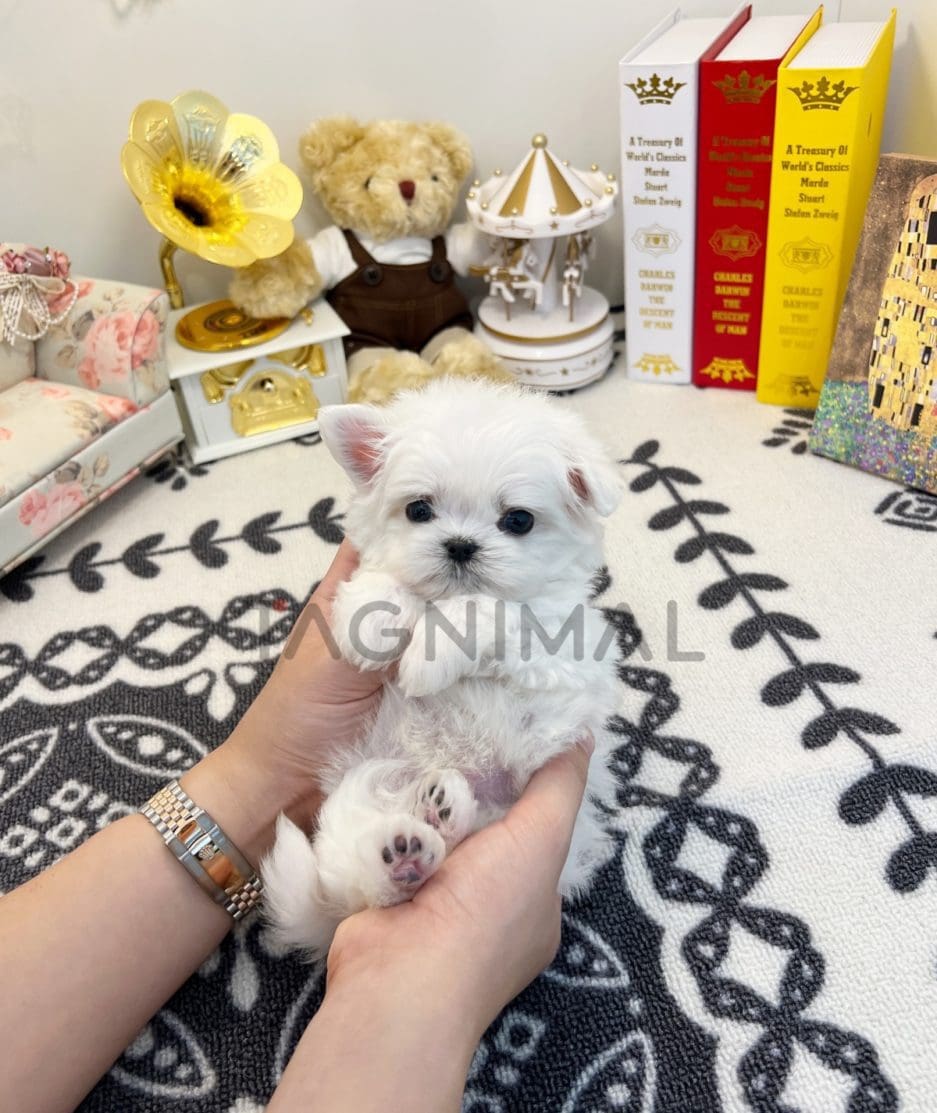 Maltese puppy for sale, dog for sale at Tagnimal