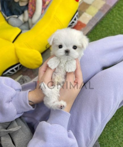 Maltese puppy for sale, dog for sale at Tagnimal