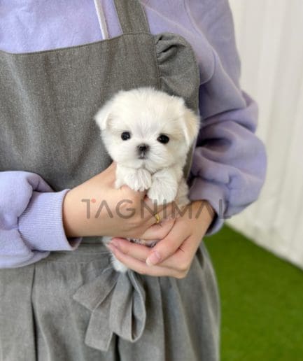 Maltese puppy for sale, dog for sale at Tagnimal