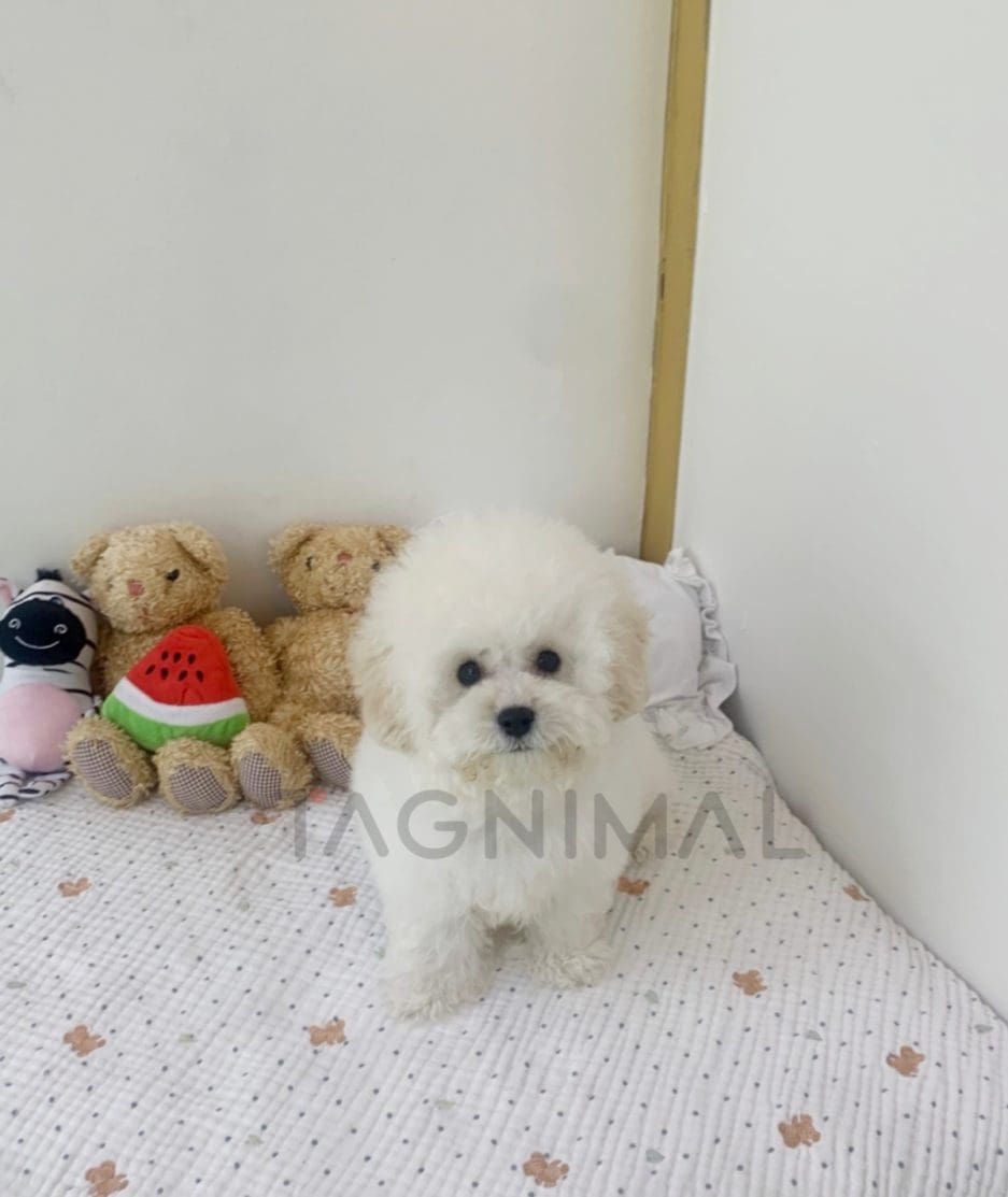 Bichon puppy for sale, dog for sale at Tagnimal 