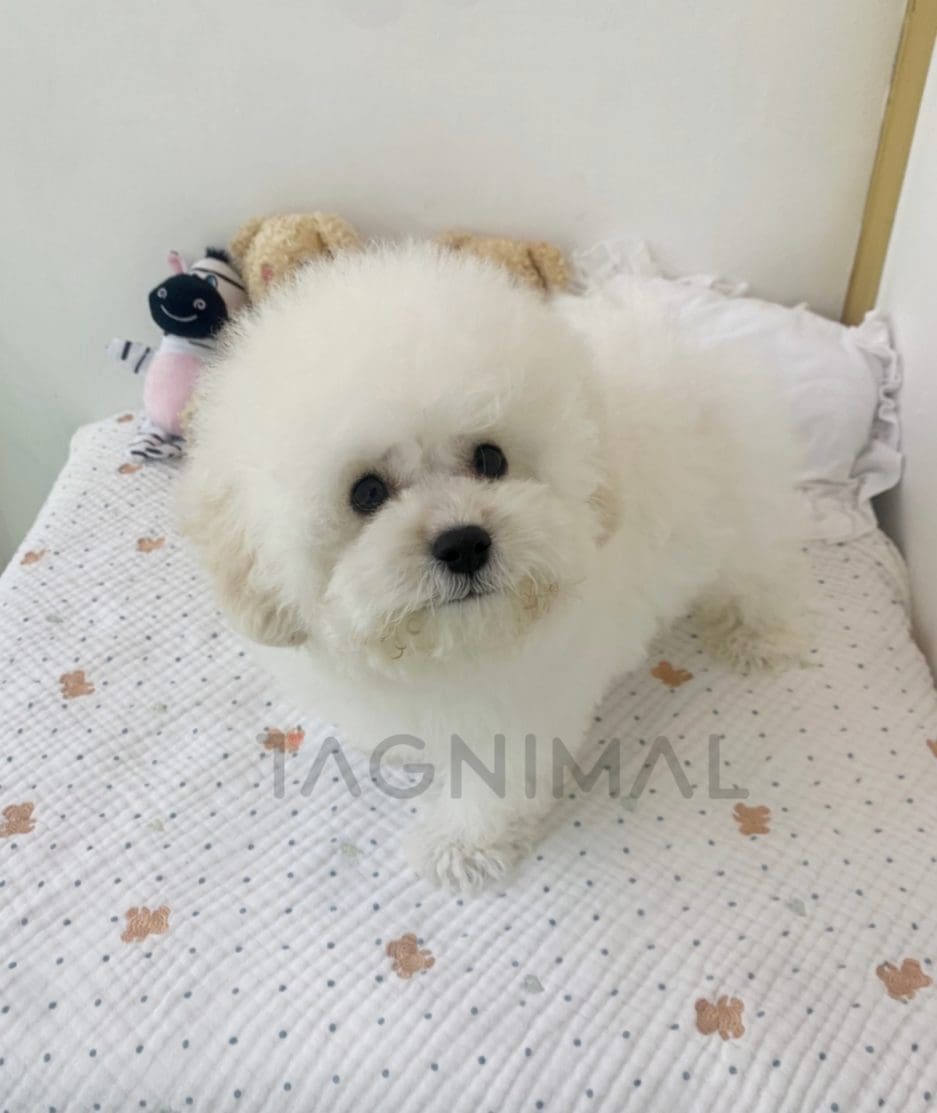 Bichon puppy for sale, dog for sale at Tagnimal 