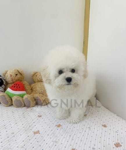 Bichon puppy for sale, dog for sale at Tagnimal 