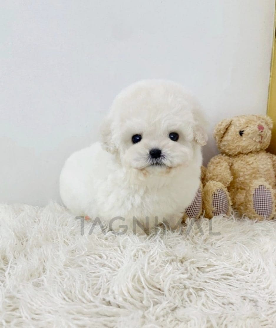 Bichon puppy for sale, dog for sale at Tagnimal 