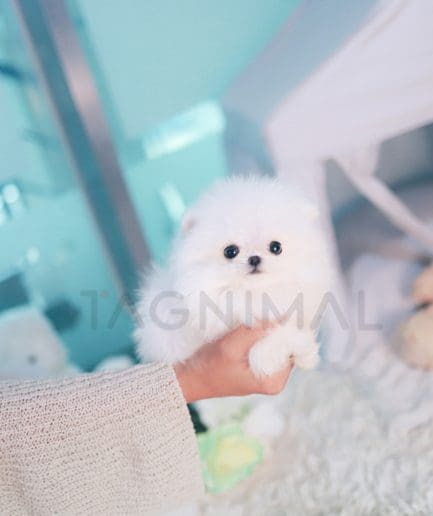 Pomeranian puppy for sale, dog for sale at Tagnimal