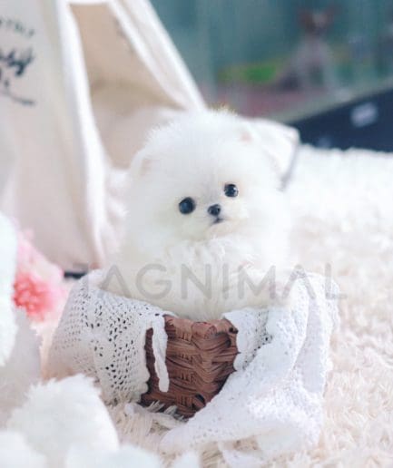 Pomeranian puppy for sale, dog for sale at Tagnimal