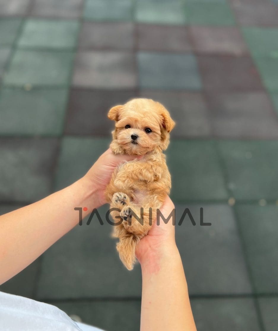 Maltipoo puppy for sale, dog for sale at Tagnimal