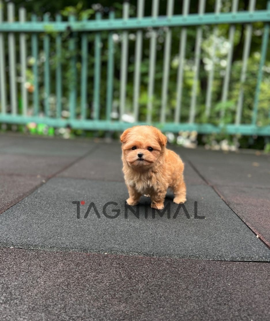 Maltipoo puppy for sale, dog for sale at Tagnimal