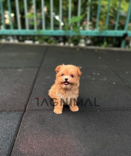 Maltipoo puppy for sale, dog for sale at Tagnimal