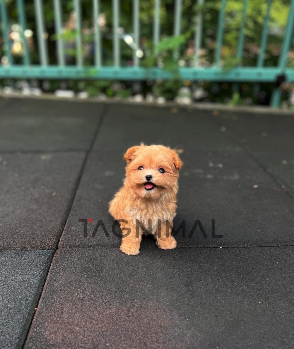 Maltipoo puppy for sale, dog for sale at Tagnimal