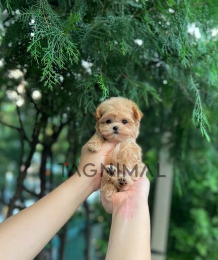 Maltipoo puppy for sale, dog for sale at Tagnimal