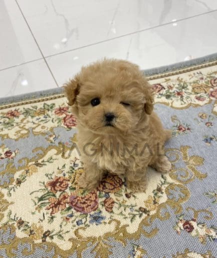 Maltipoo puppy for sale, dog for sale at Tagnimal 