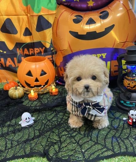 Maltipoo puppy for sale, dog for sale at Tagnimal