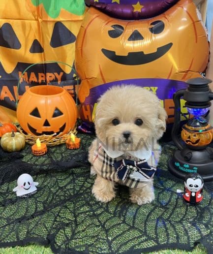 Maltipoo puppy for sale, dog for sale at Tagnimal