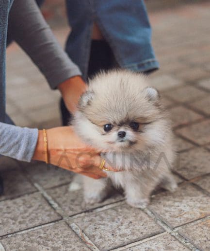 Pomeranian puppy for sale, dog for sale at Tagnimal