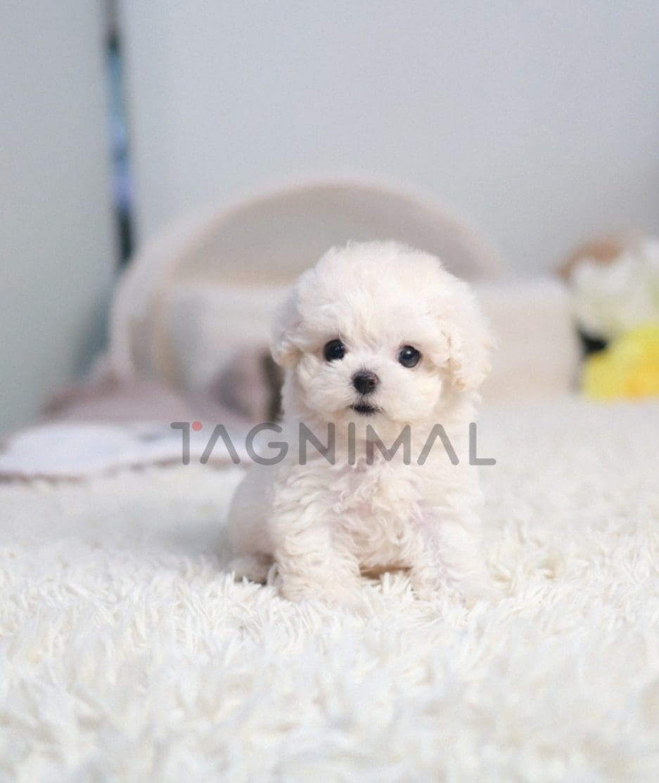 Bichon puppy for sale, dog for sale at Tagnimal