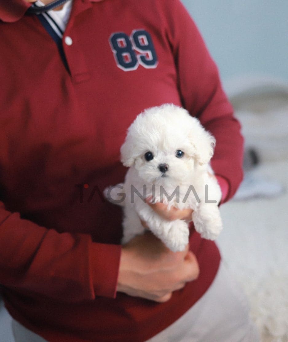 Bichon puppy for sale, dog for sale at Tagnimal