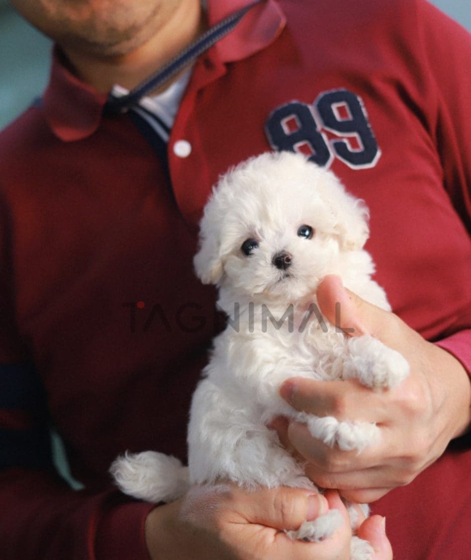 Bichon puppy for sale, dog for sale at Tagnimal