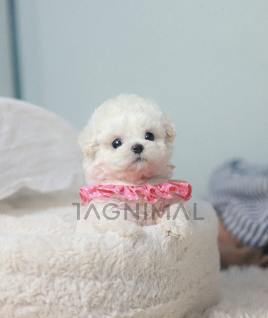 Bichon puppy for sale, dog for sale at Tagnimal