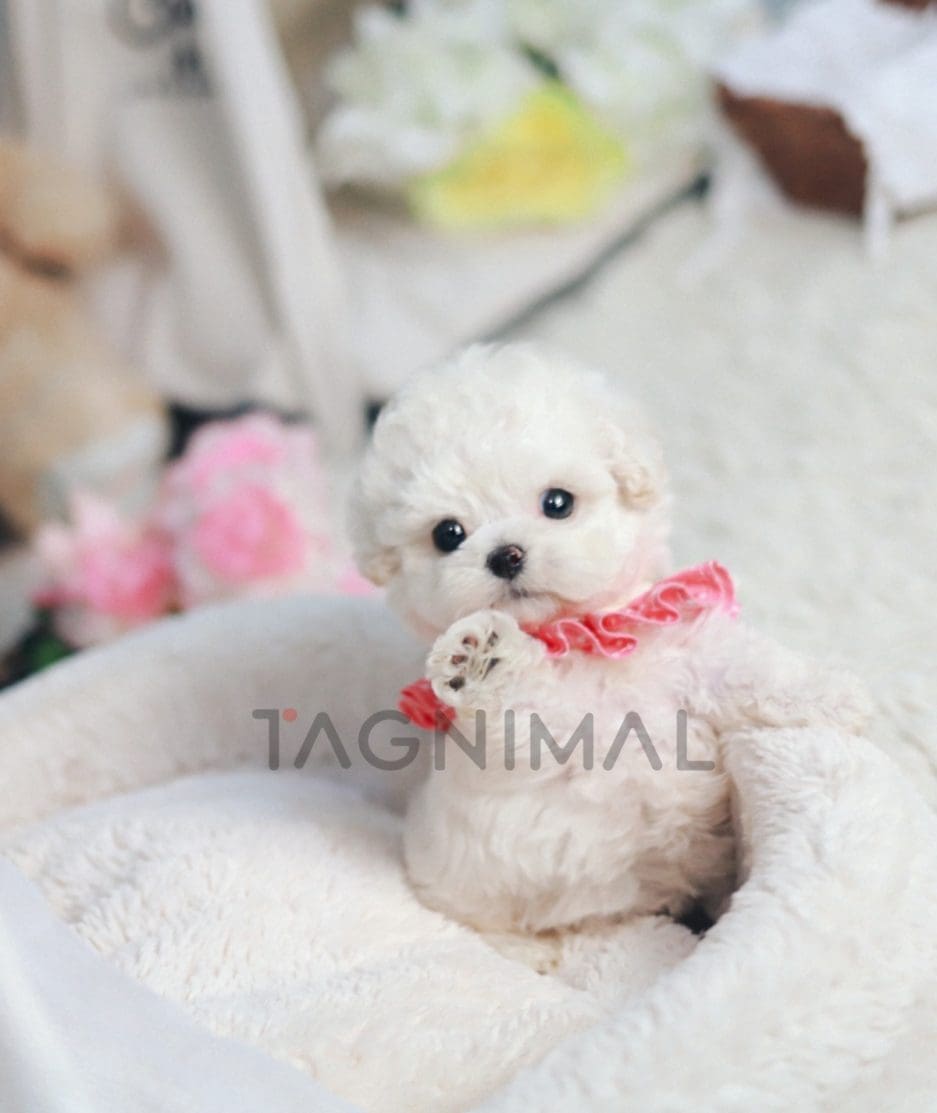 Bichon puppy for sale, dog for sale at Tagnimal