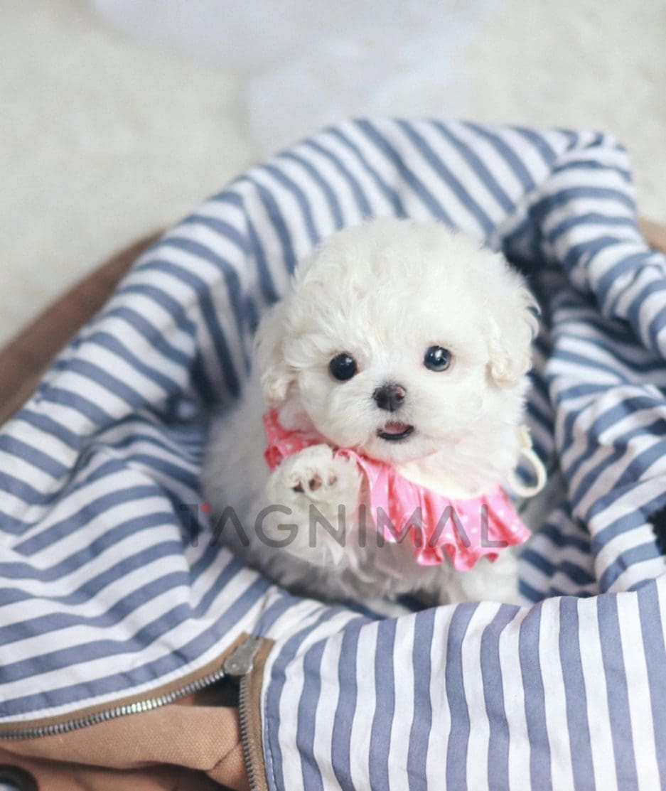 Bichon puppy for sale, dog for sale at Tagnimal