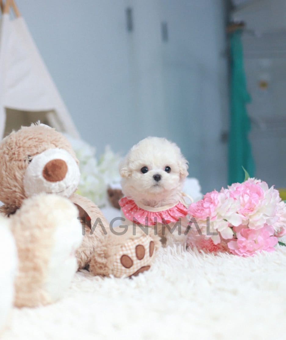 Bichon puppy for sale, dog for sale at Tagnimal