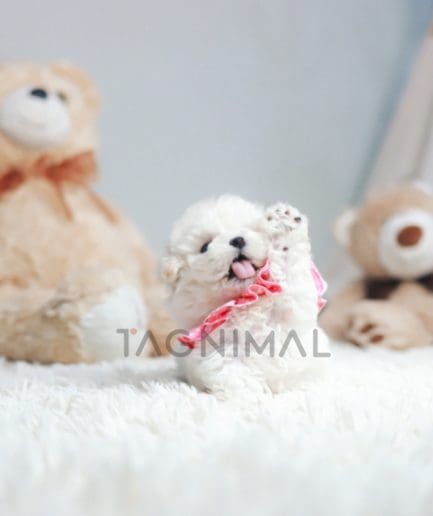 Bichon puppy for sale, dog for sale at Tagnimal