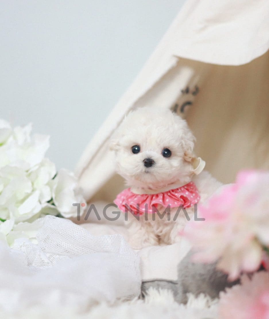 Bichon puppy for sale, dog for sale at Tagnimal