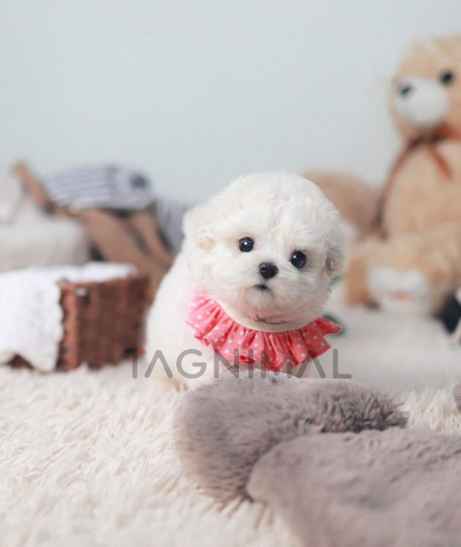 Bichon puppy for sale, dog for sale at Tagnimal